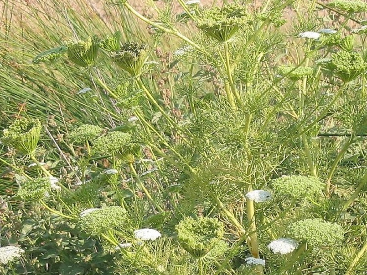 Visnaga daucoides (Apiaceae)